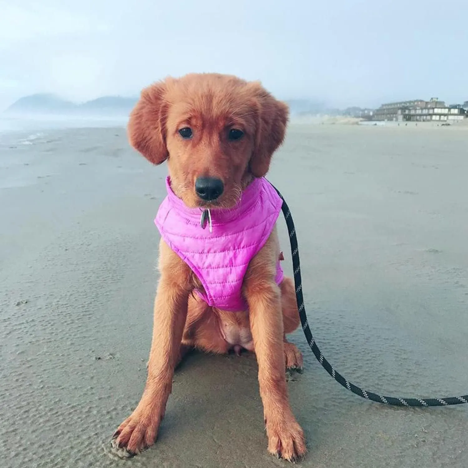 Gooby Puffer Vest Dog Jacket - Purple, Medium - Ultra Thin Zip Up Wind Breaker with Dual D Ring Leash - Water Resistant Small Dog Sweater Coat - Dog Clothes for Small Dogs Boy or Medium Dogs, (18")