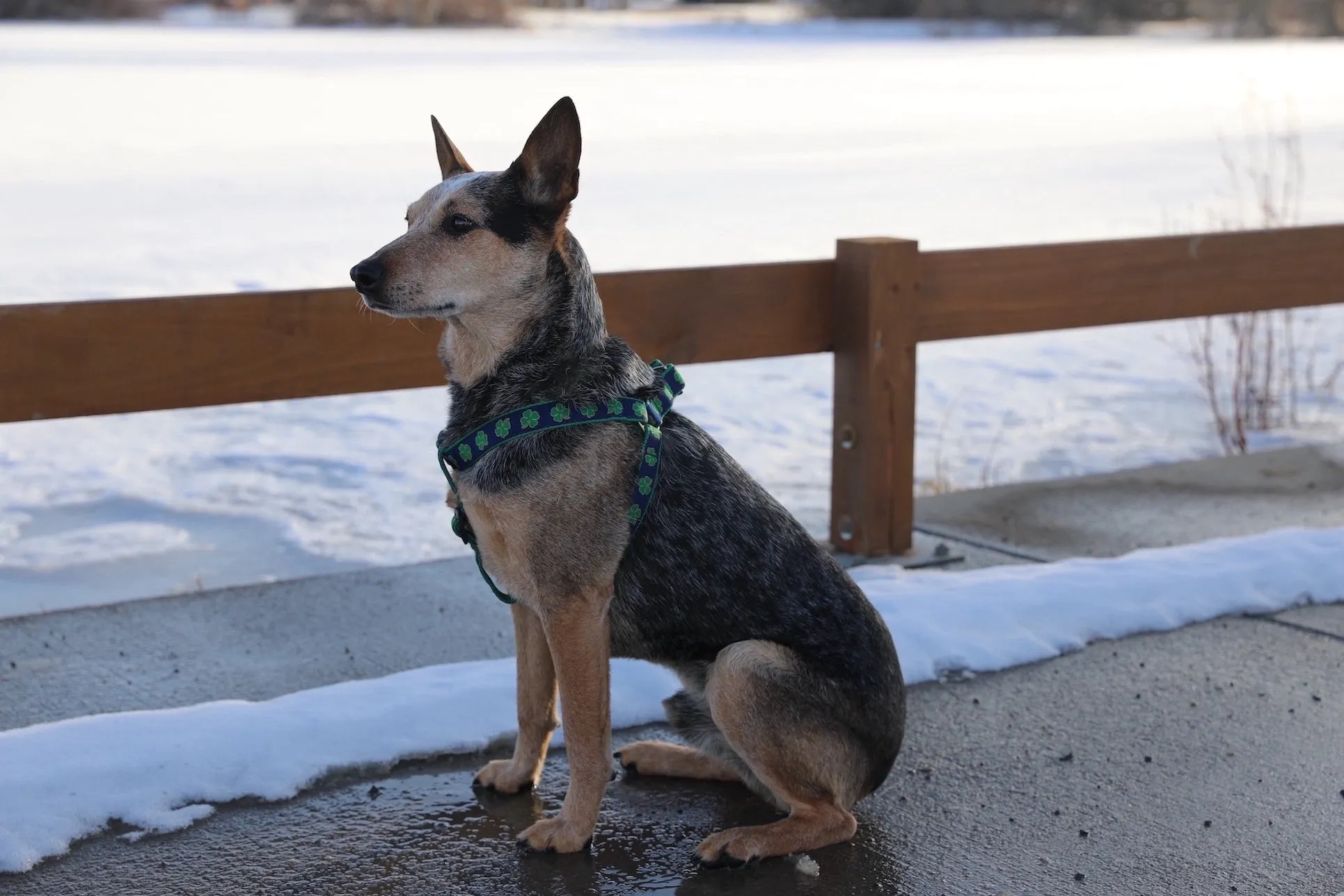 Harness | Navy Clover