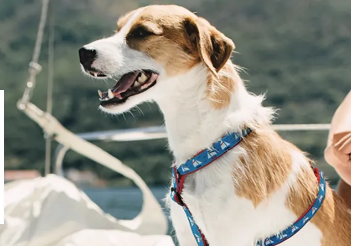Harness | Under Sail