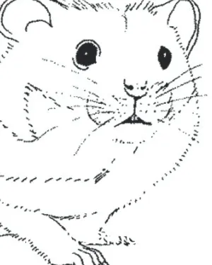 My Guinea Pig Medical Records: my pet's health Paperback  February 22, 2022