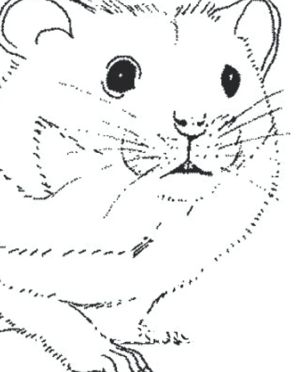 My Guinea Pig Medical Records: my pet's health Paperback  February 22, 2022