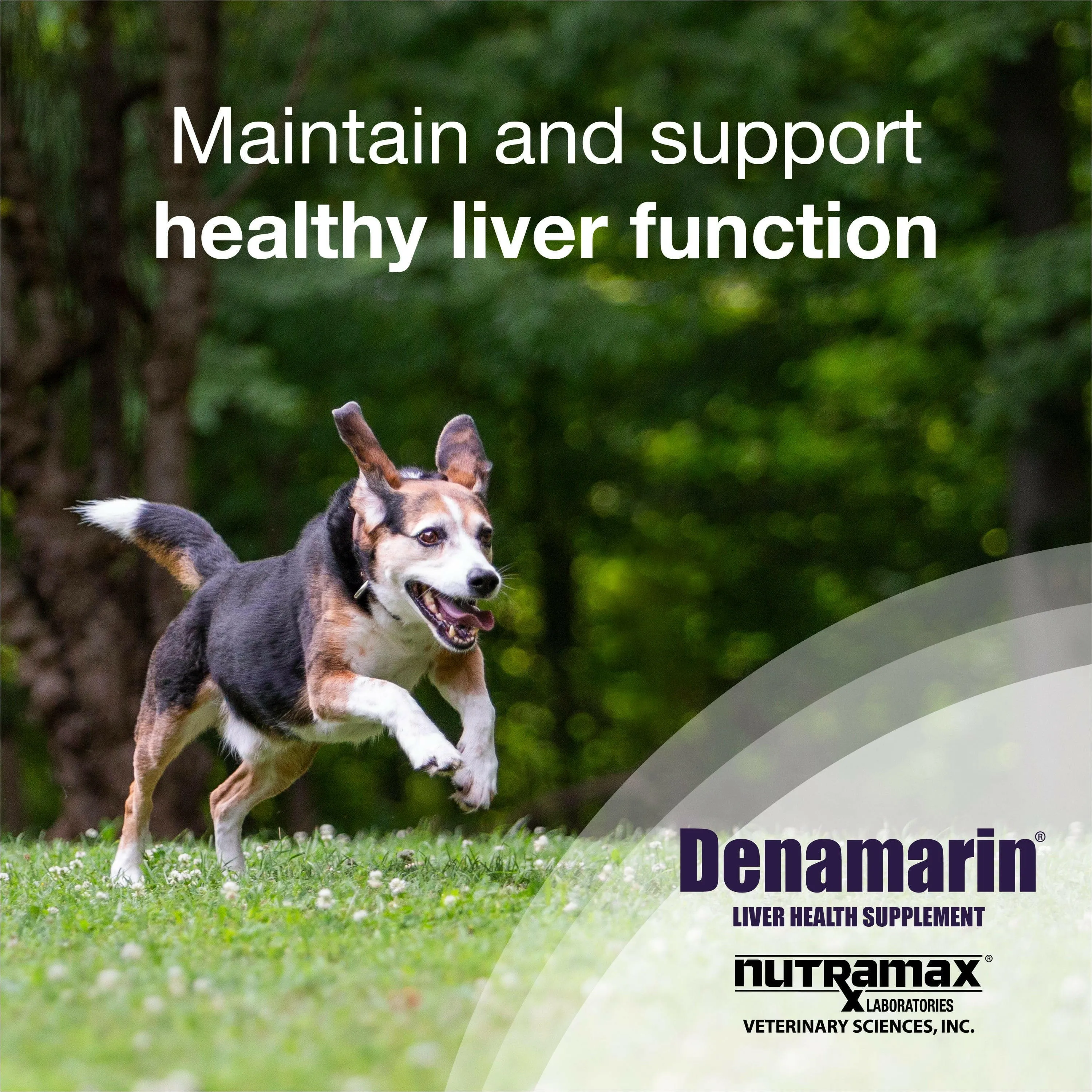 Nutramax Denamarin Liver Health Supplement for Medium Dogs - With S-Adenosylmethionine (SAMe) and Silybin