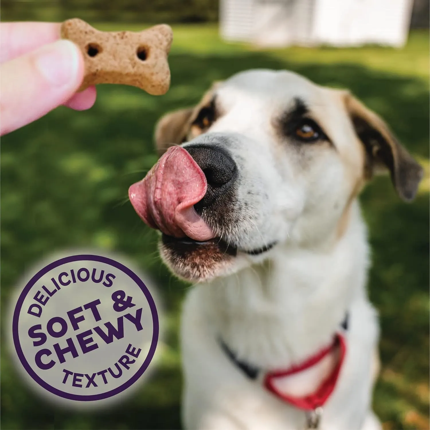 Old Mother Hubbard Wellness Soft & Chewy Pleas'n P.B. Bacon Dog Biscuits, Natural, Training Treats, Peanut Butter & Bacon Flavor, Mini Size, (8 Ounce Bag)
