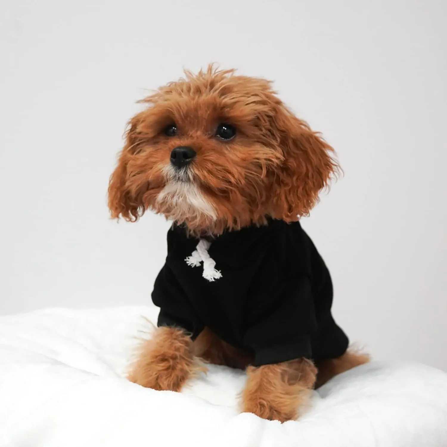 Park Life Dog Hoodie Fleece Lined Pullover Sweatshirt with Leash Hole (Black, 5X-Large 136)