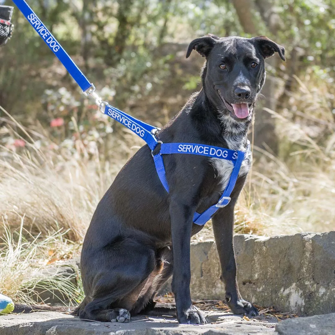 SERVICE DOG - L/XL adjustable Strap Harness