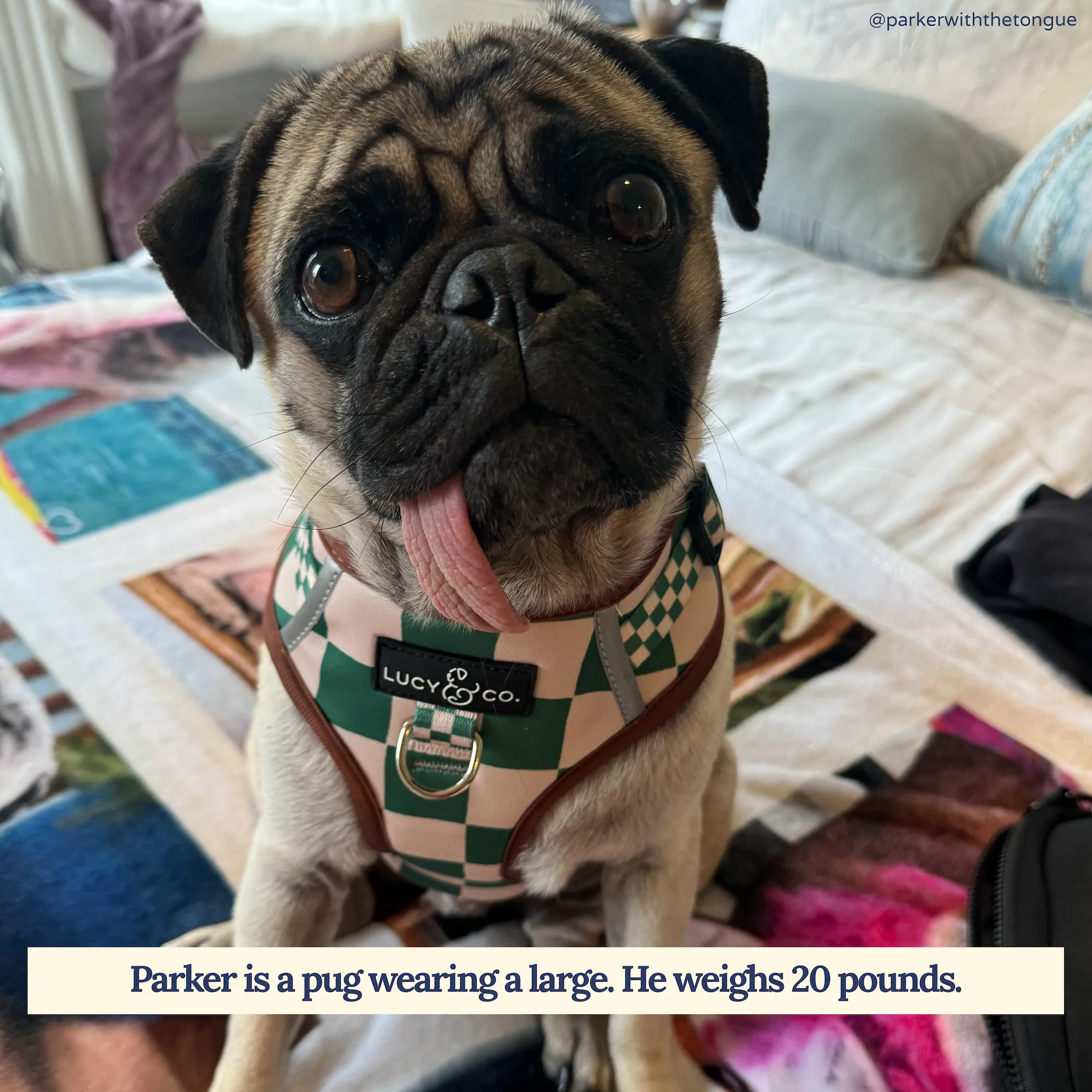 You're a Square No-Pull Harness