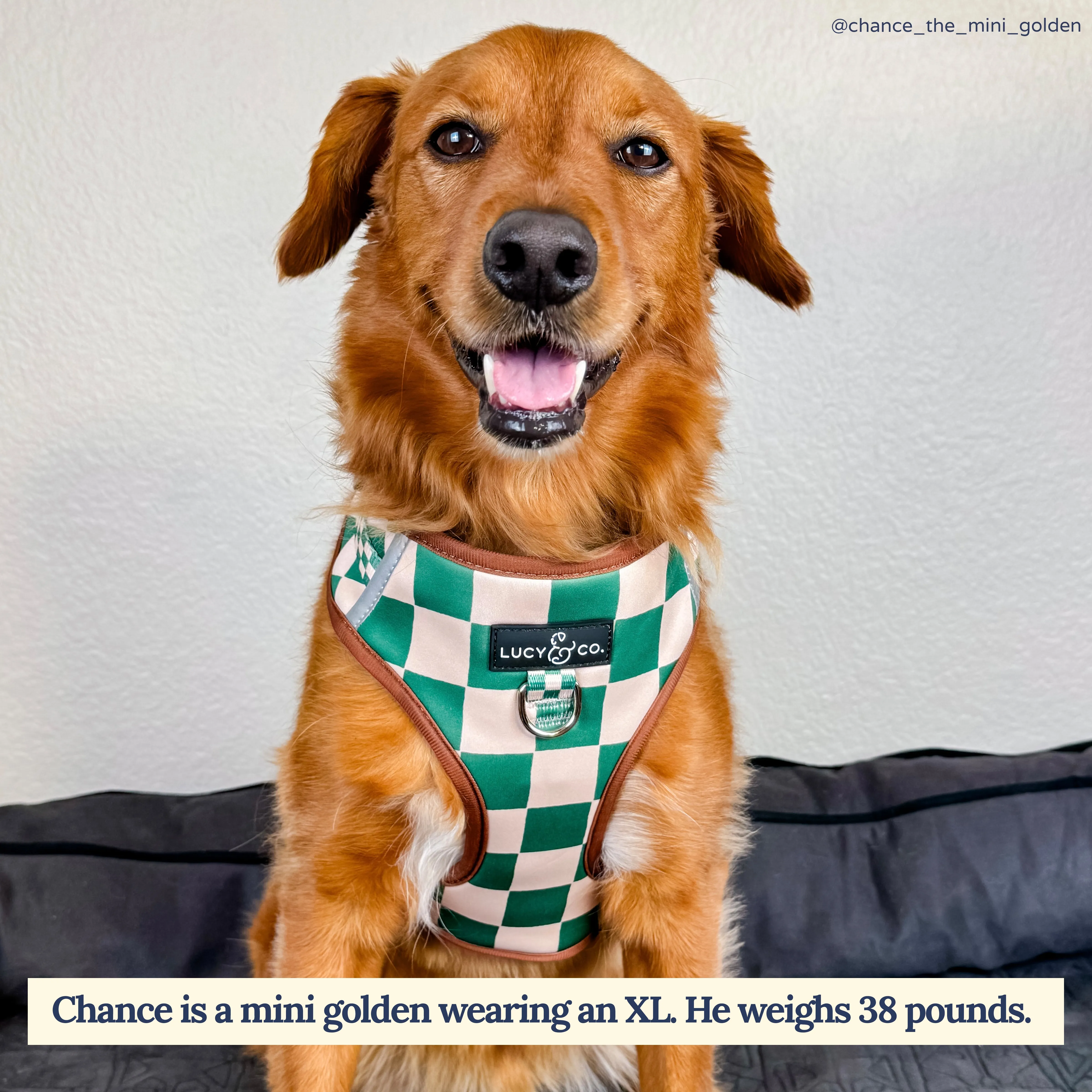 You're a Square No-Pull Harness